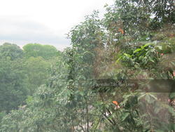Fifty-Two Stevens (D10), Apartment #153375342
